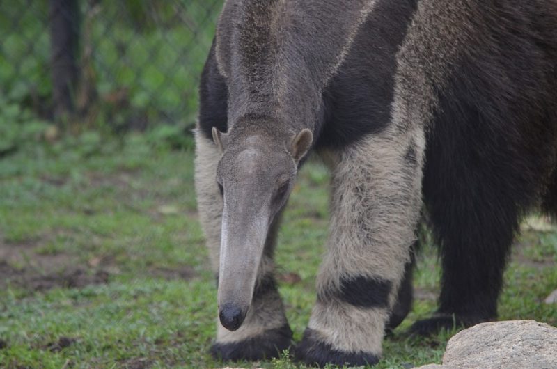 Día Mundial del Oso Hormiguero 2022