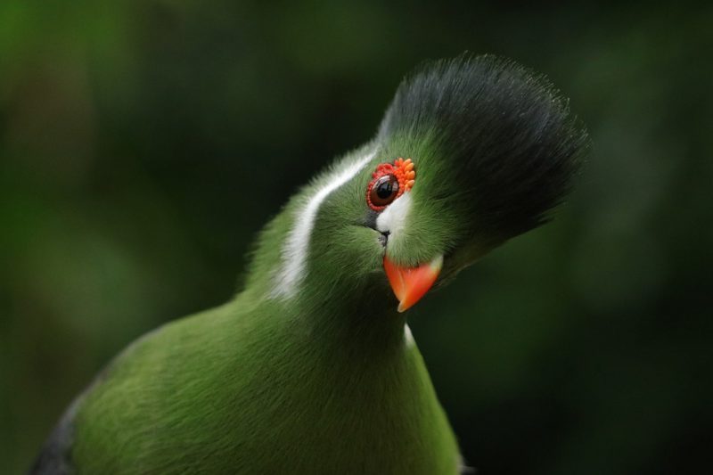 ¿UE contra el Tráfico de Vida Silvestre?