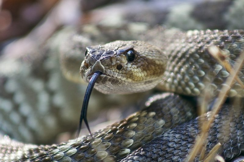 Sí habrá mascotas prohibidas: las exóticas