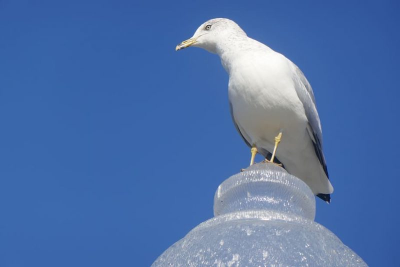 COP CDB: de China a Canadá