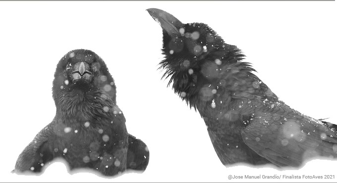 Premiación FotoAves 2022 de SEO/BirdLife