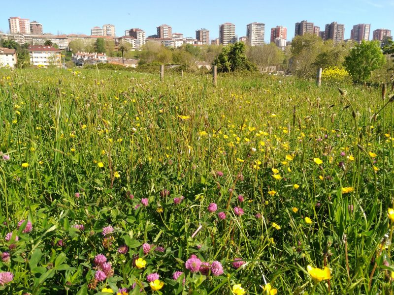 SEO/BirdLife: renaturalizando ciudades