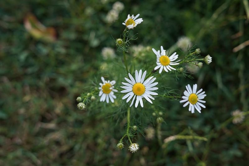 Manzanilla: aliada de las pieles frágiles