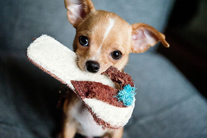 Mecanismos de implementación de la DSA