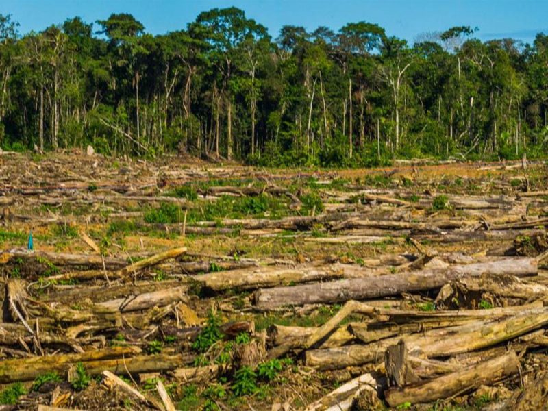 Minería en la Amazonia: deforestación