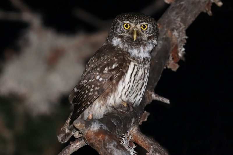 Nueva Lista de las Aves de España