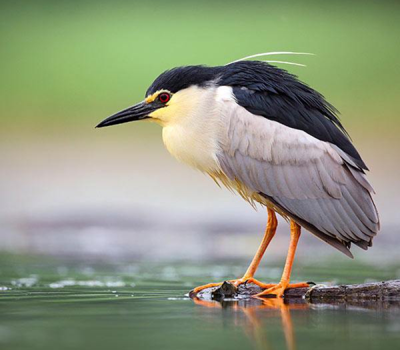 ¿Por qué actualizar el listado de aves?