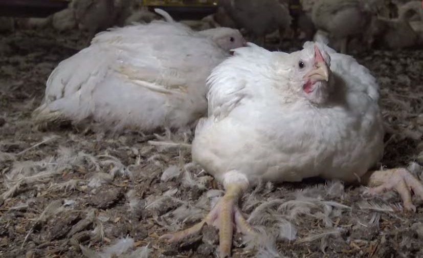 Escándalo del pollo de Lidl