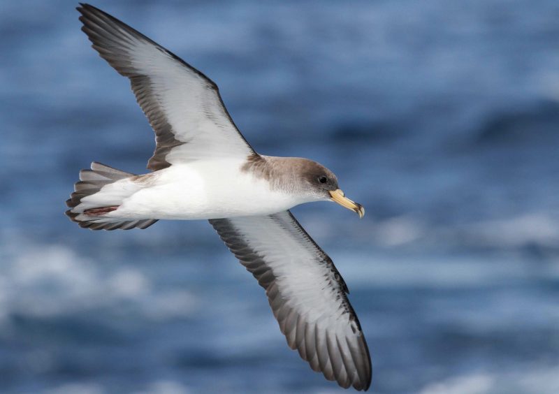 Nefasto declive de las aves marinas