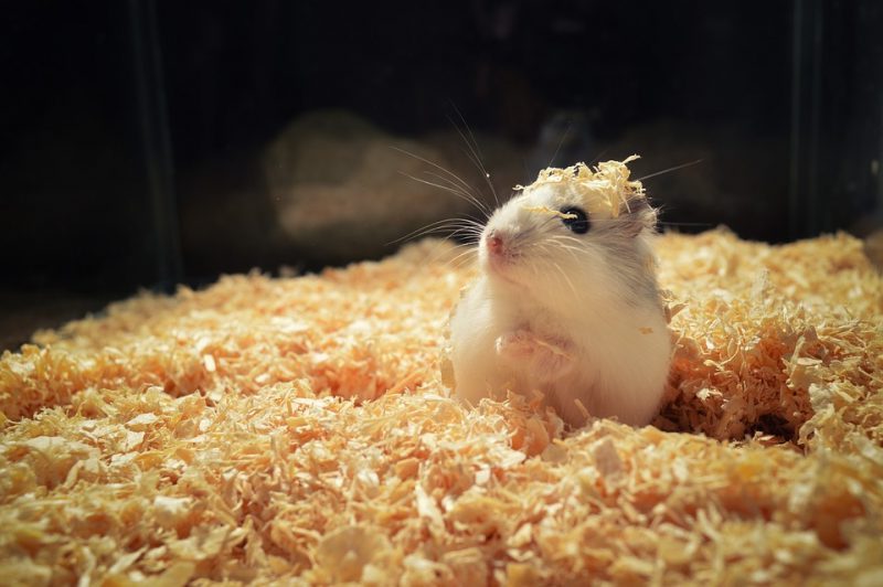 Listados positivos de la Ley Animal