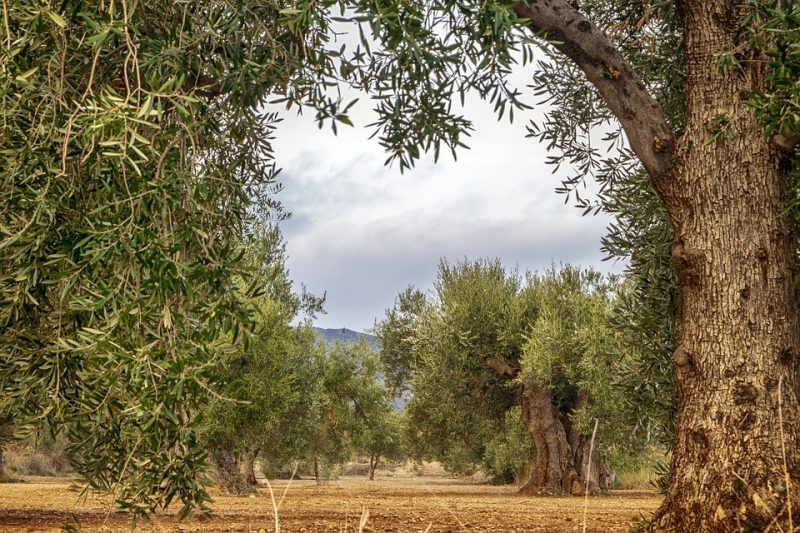 Día Mundial del Olivo 2022