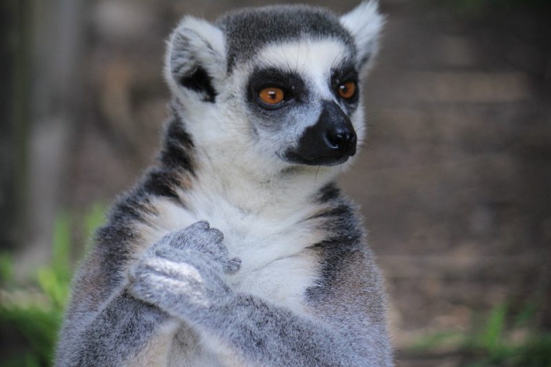 Adiós a las mascotas exóticas en la UE