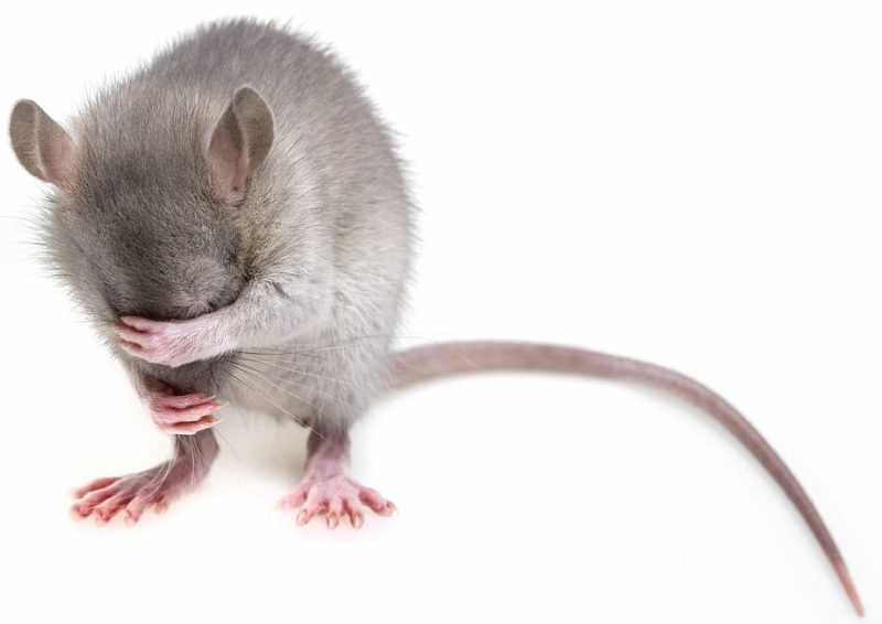 Conferencia EPAA 2022