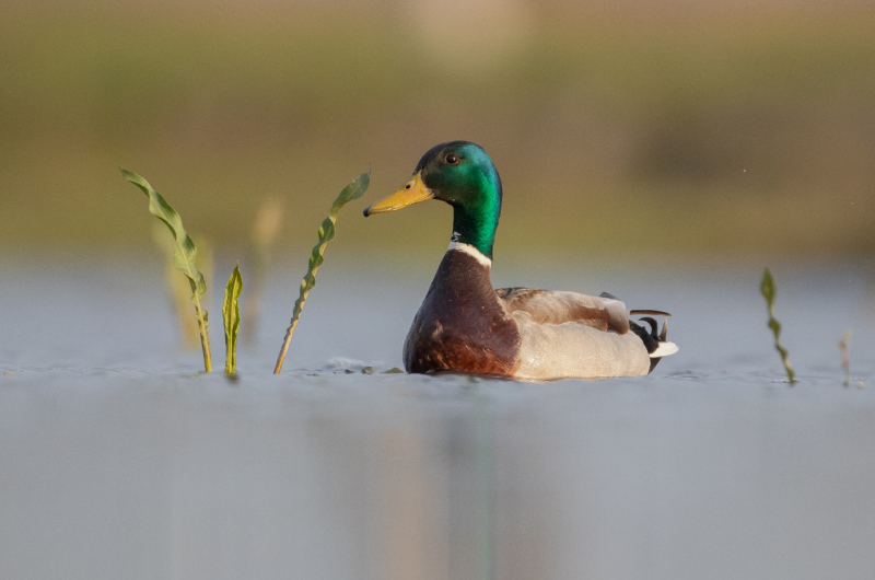 Patos aliados de las plantas contra el cambio climático