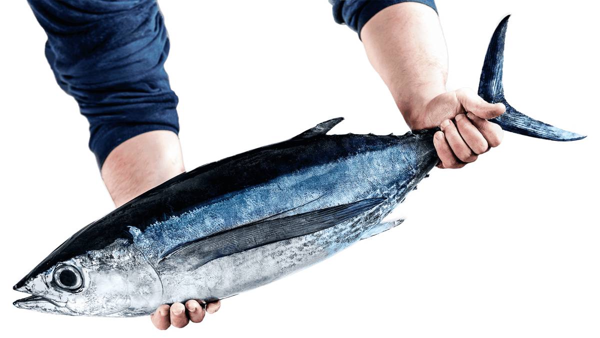 El pescado azul minimiza el dolor en personas mayores