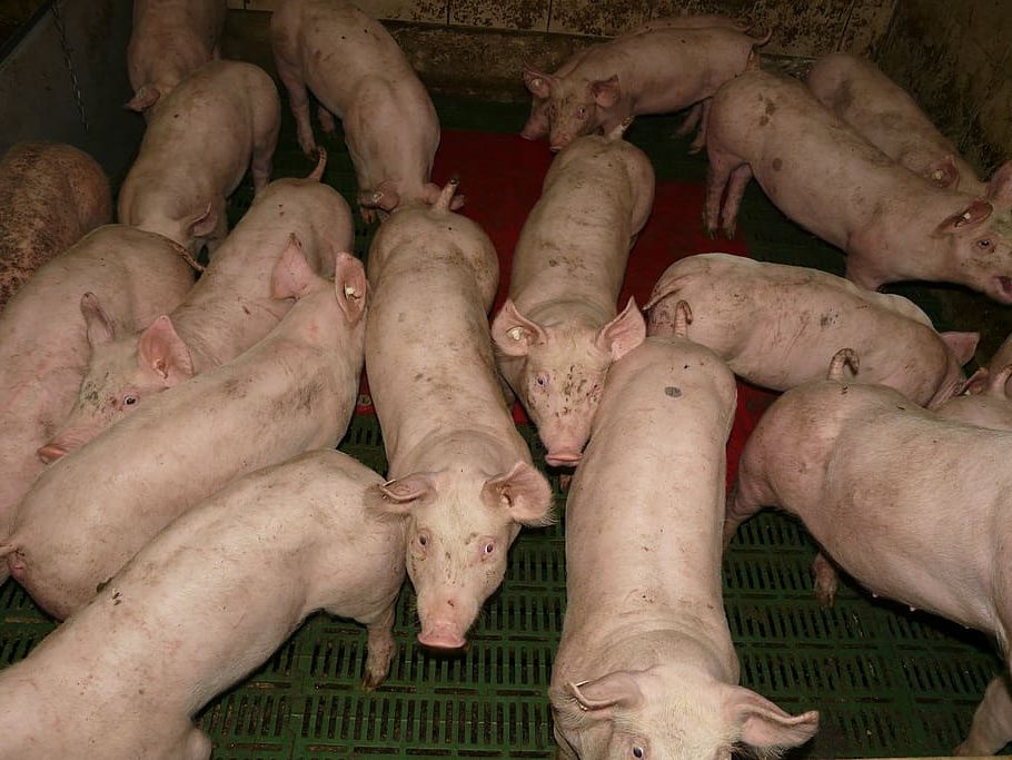 Marcha en Cuenca contra las macrogranjas