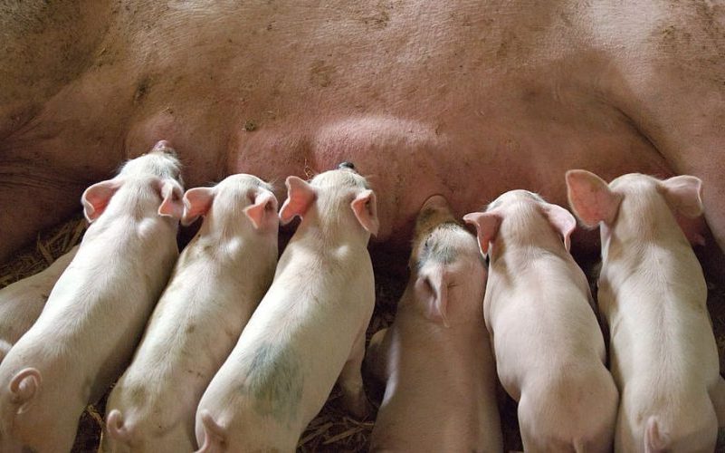 Compass Group eliminará jaulas de gestación para cerdas