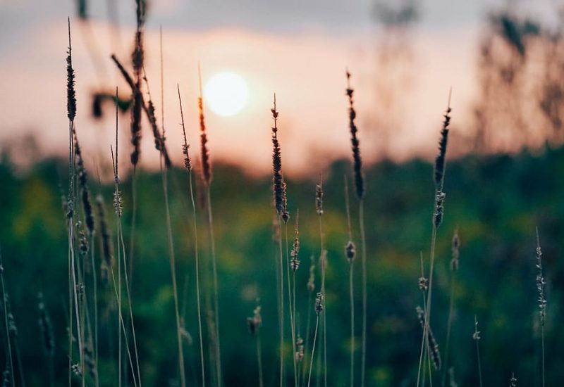 Agricultura: más diversidad, mayores beneficios