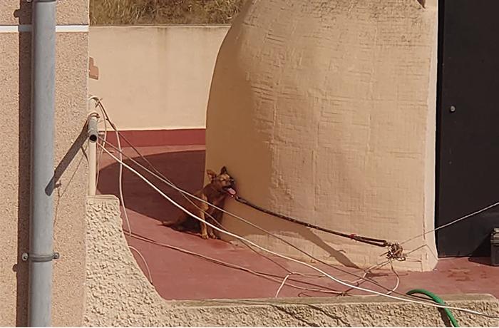 A los tribunales por dejar morir un perro