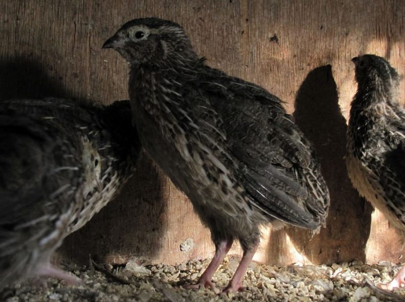 Codornices en Italia víctimas de maltrato