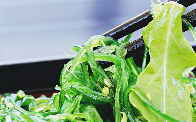 Estrategia de algas de la UE