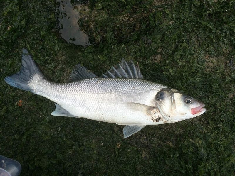Mejoras en la acuicultura española
