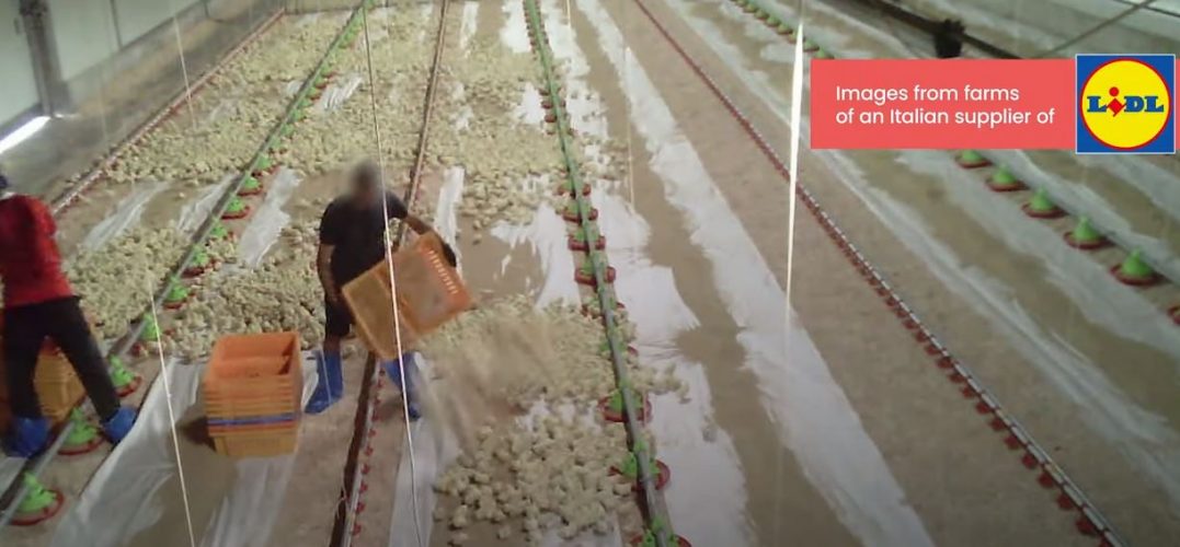 Escándalo del pollo del Lidl
