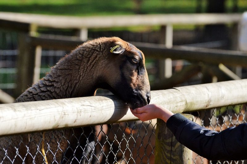 COP27: hablemos de bienestar animal