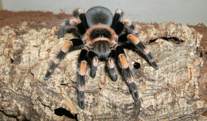 Sí habrá mascotas prohibidas: las exóticas