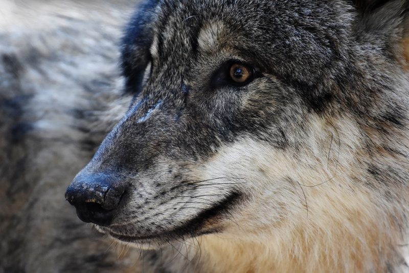 Protección de la UE al lobo retrocede
