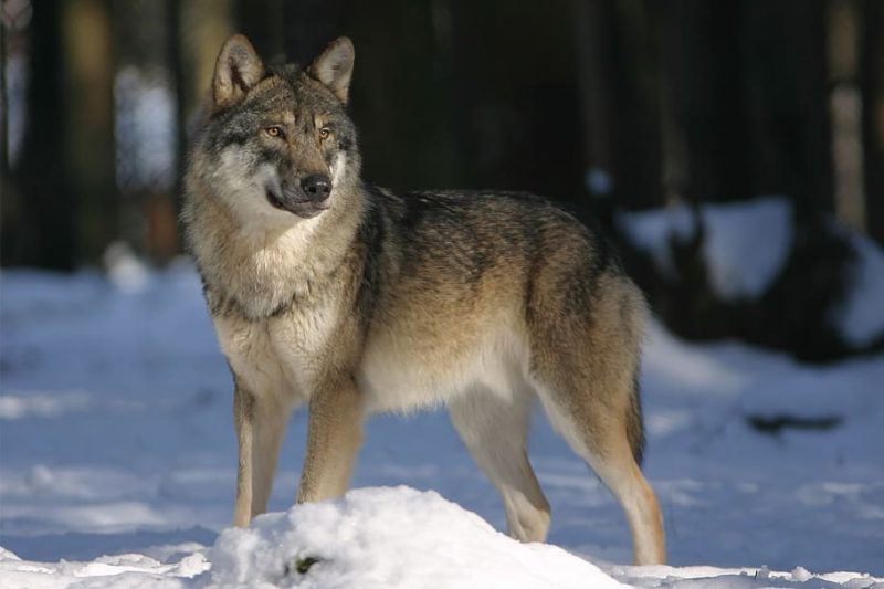 Asturias sigue queriendo matar lobos