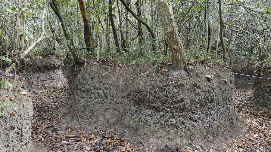 Zurales: ecosistemas en riesgo