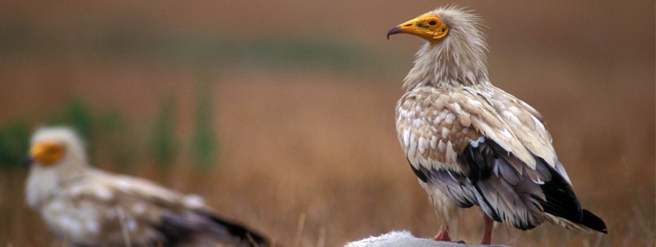 Candidatas a Ave del año 2023 