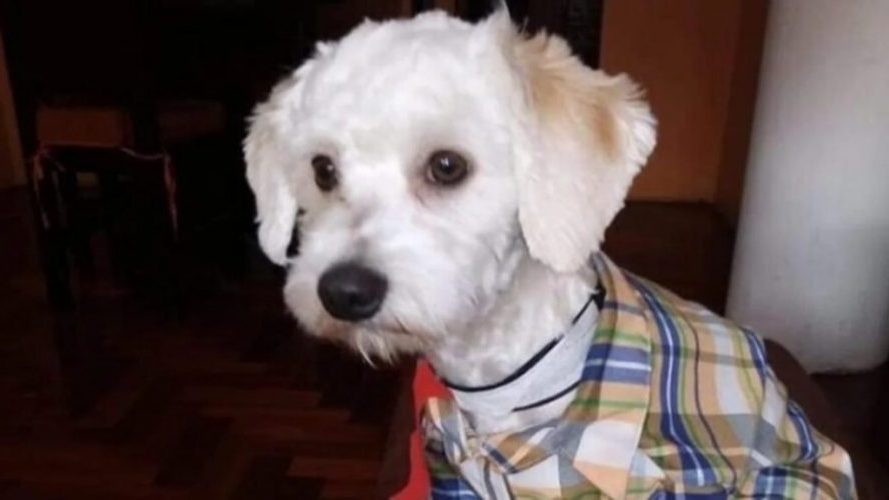 El Perrito Luno deportado a Ecuador