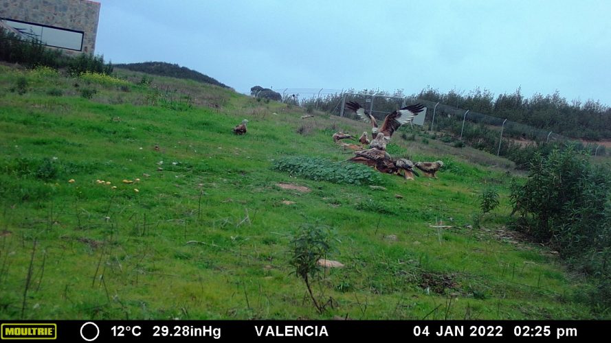 AMUS: cierra el año despegando