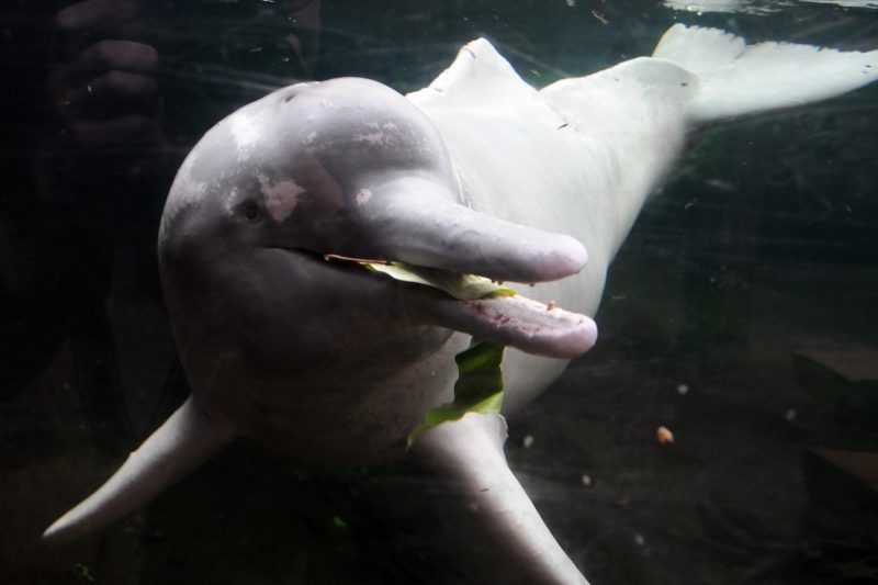 Más amenazas al delfín rosa amazónico