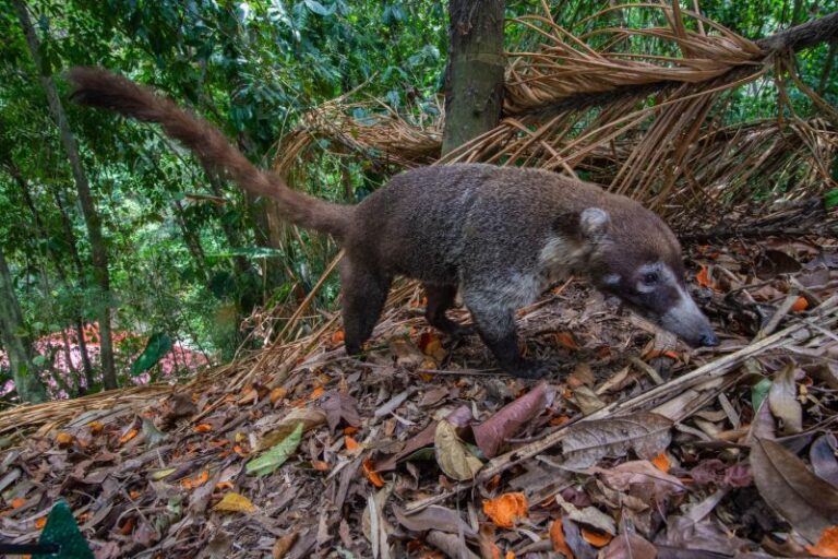 La importancia de los animales para los bosques tropicales