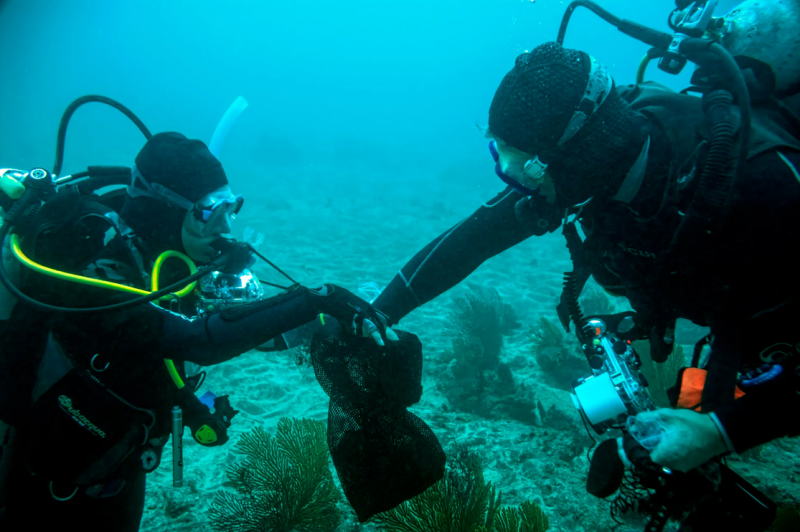 Bosque submarino de quelpos tropicales ecoticias