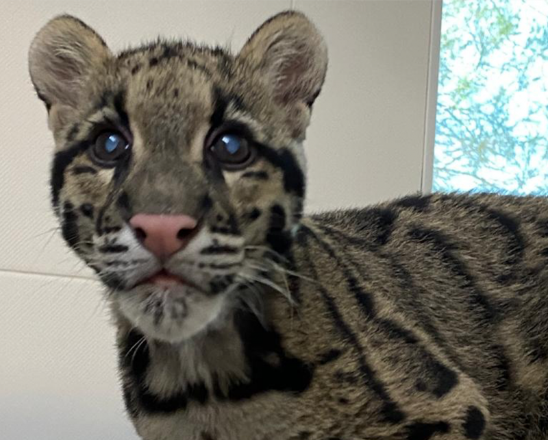 Imperdonable: Pantera nebulosa ciega como mascota