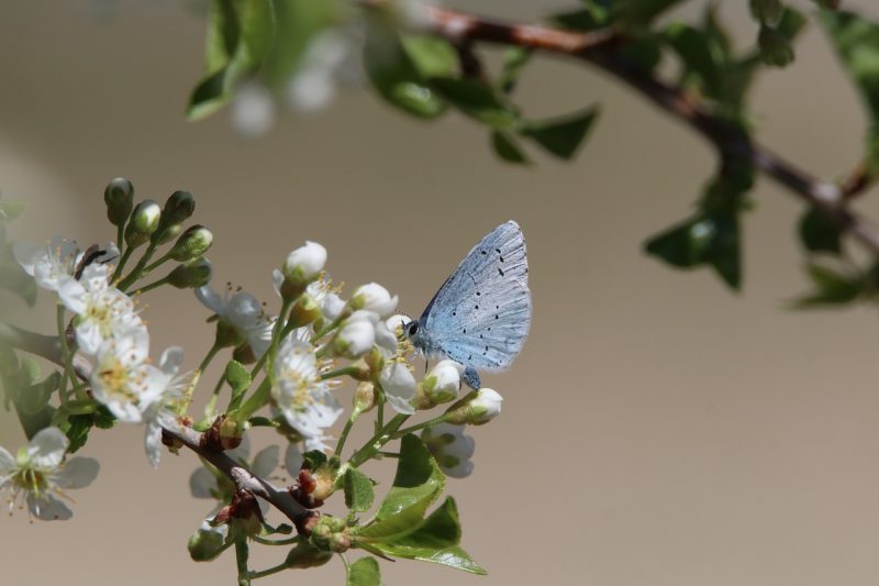 Aprobada la Estrategia de Biodiversidad y Ciencia ecoticias