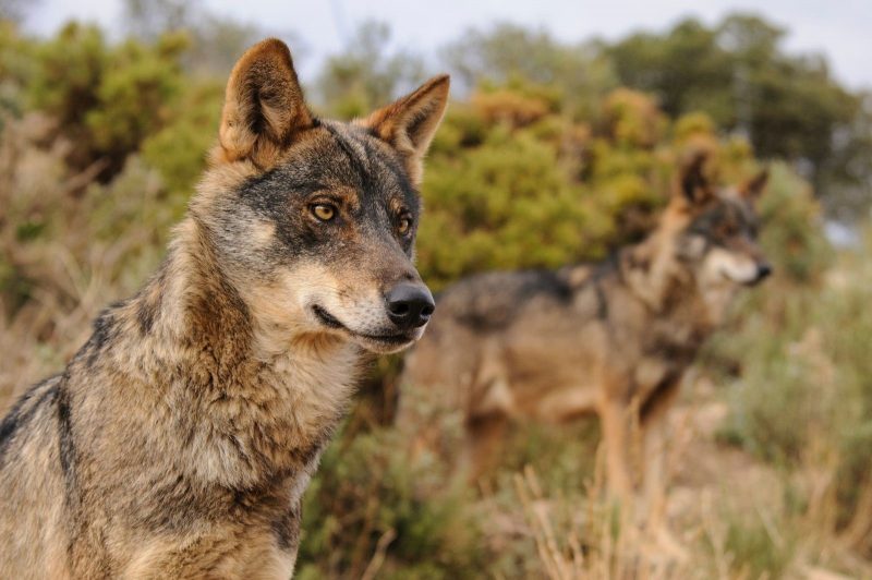 Cantabria y lobos: fuera de la ley