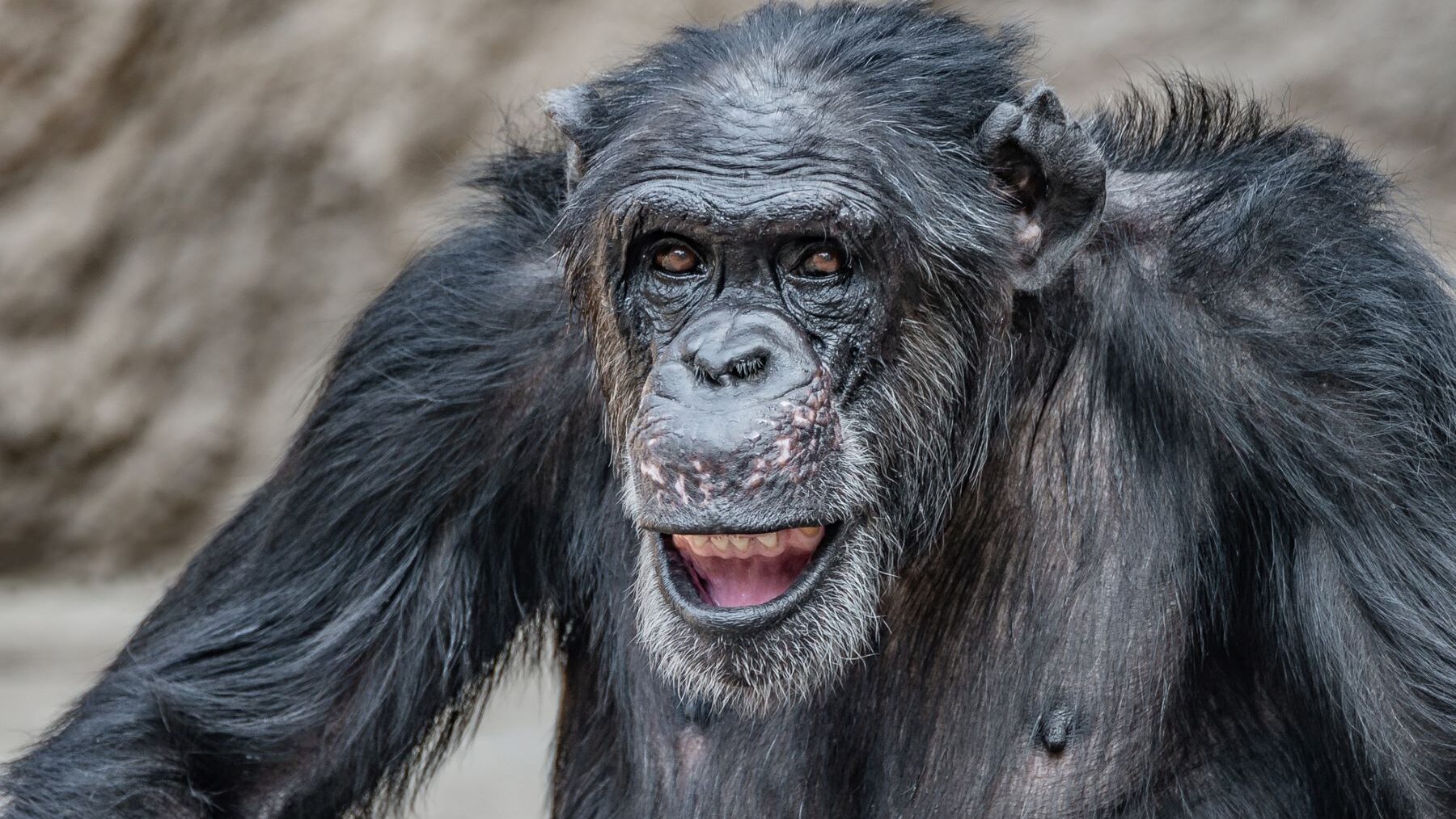 animales inteligentes