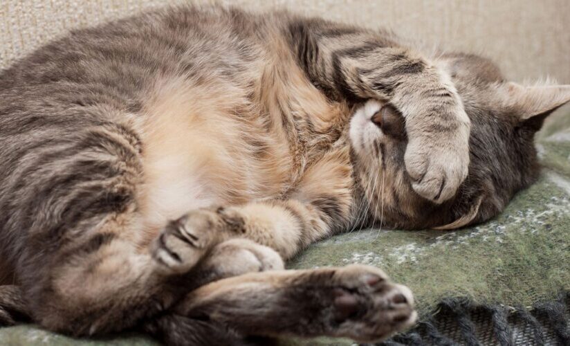 cómo duermen los animales ejemplos