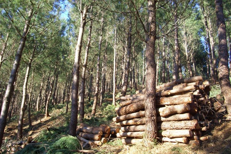 En defensa de la biomasa forestal española ecoticias