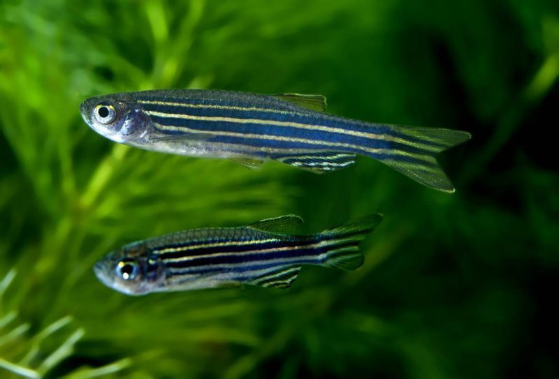 ¿Un gen nos hace menos sociables?