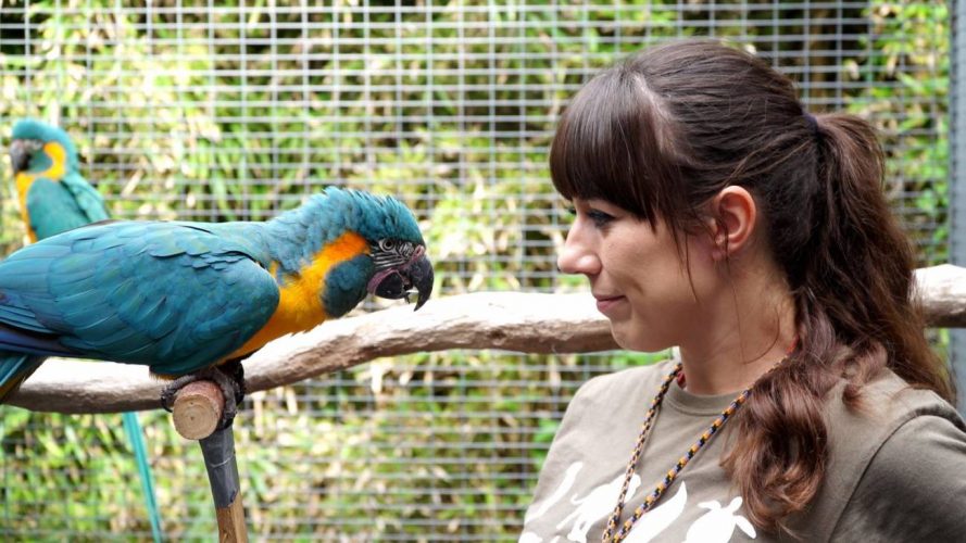 La memoria de los loros