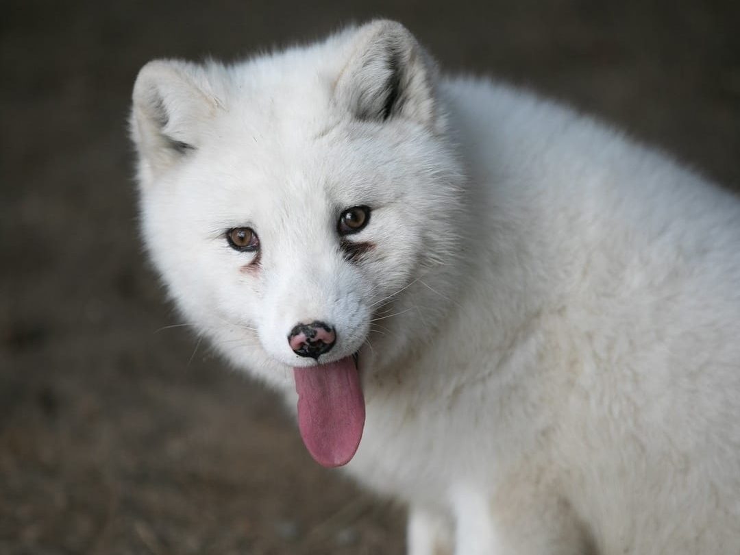 Vuelven los asesinatos a las granjas peleteras