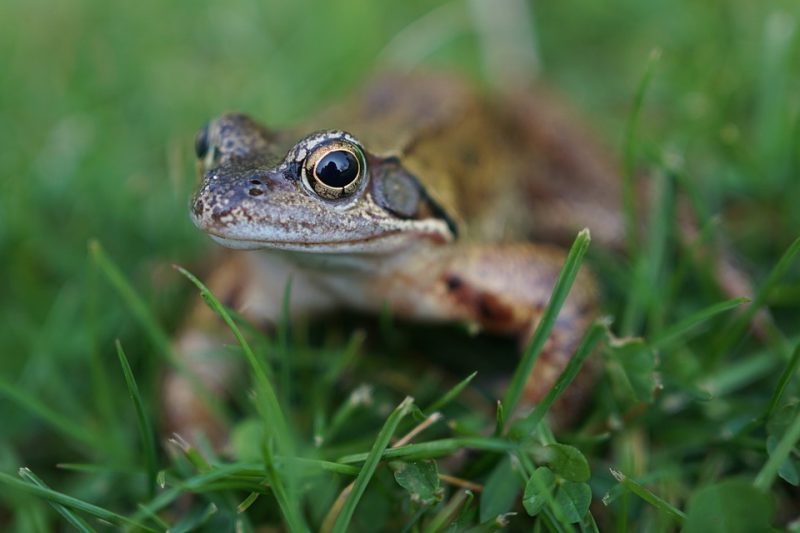 Amonio de fertilizantes perjudica a anfibios