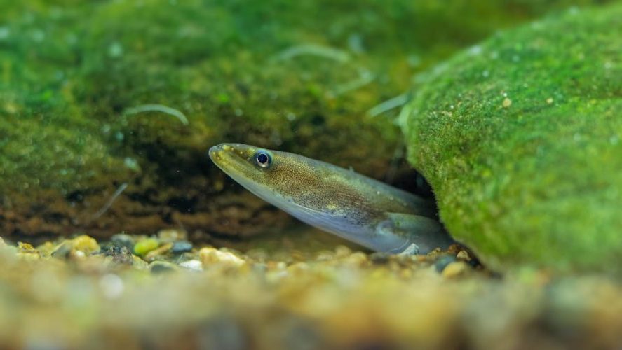 Larga vida a la sobrepesca