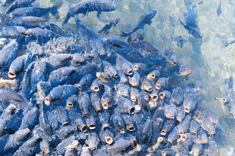 UE protegerá a los peces de cultivo